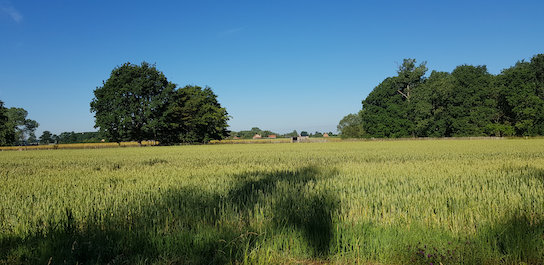 (vergroot foto)